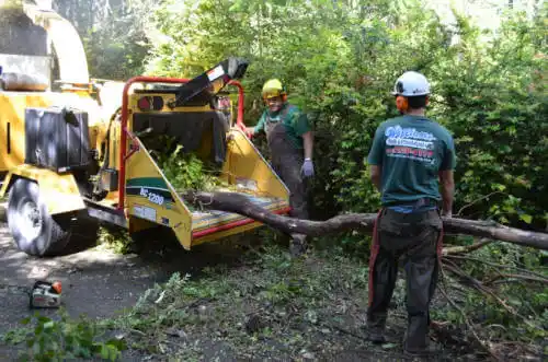 tree services Sanford